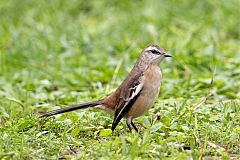 White-banded Mockingbird